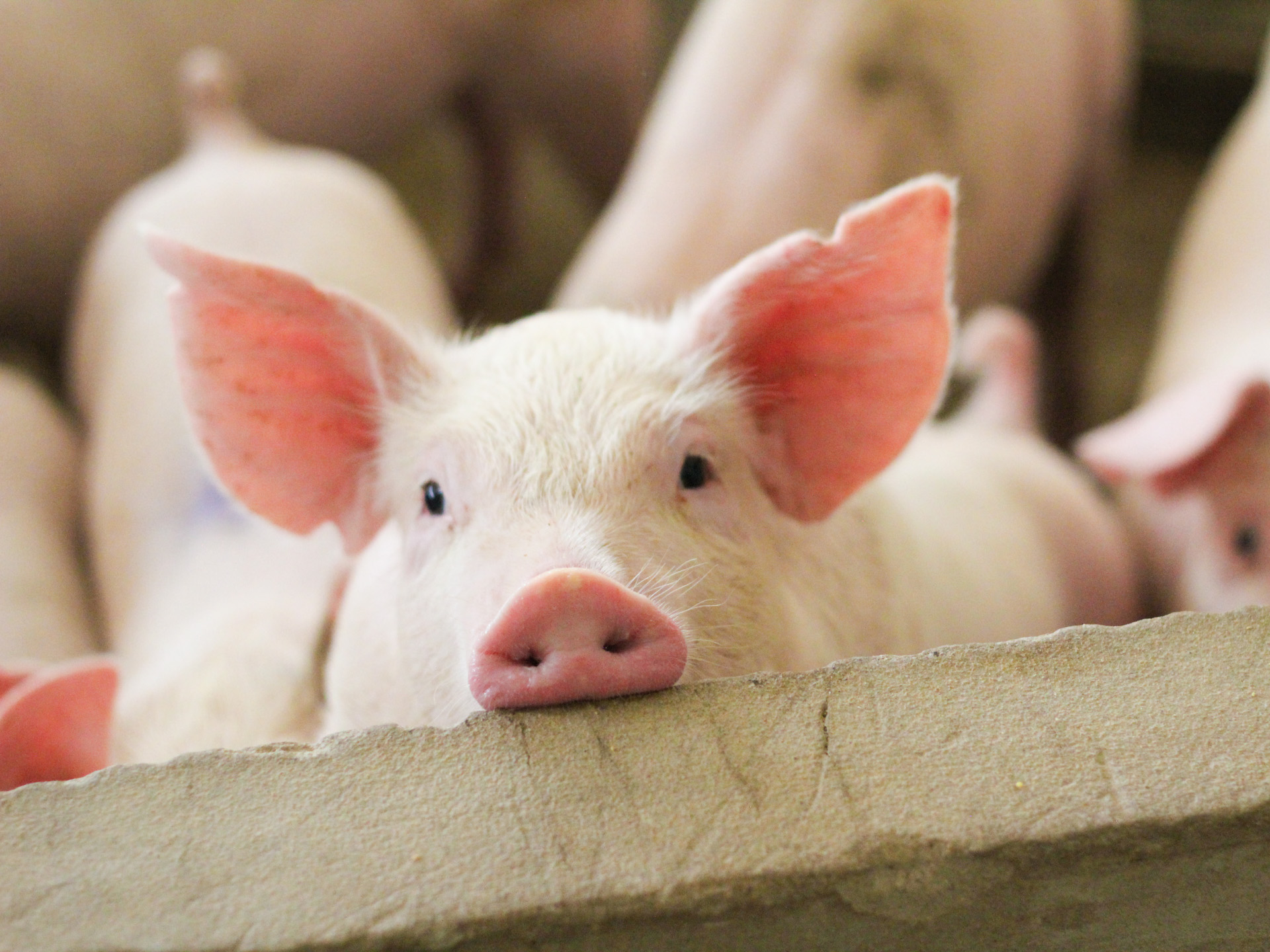 新潟の銘柄豚 ブランド豚 は意外と多い 新潟県の銘柄豚を紹介します